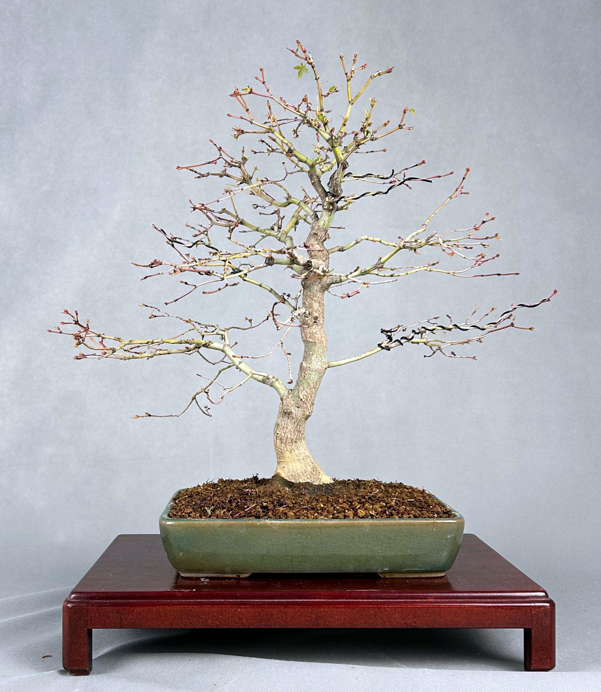 ACER PALMATUM YAMAMOMIGI 2